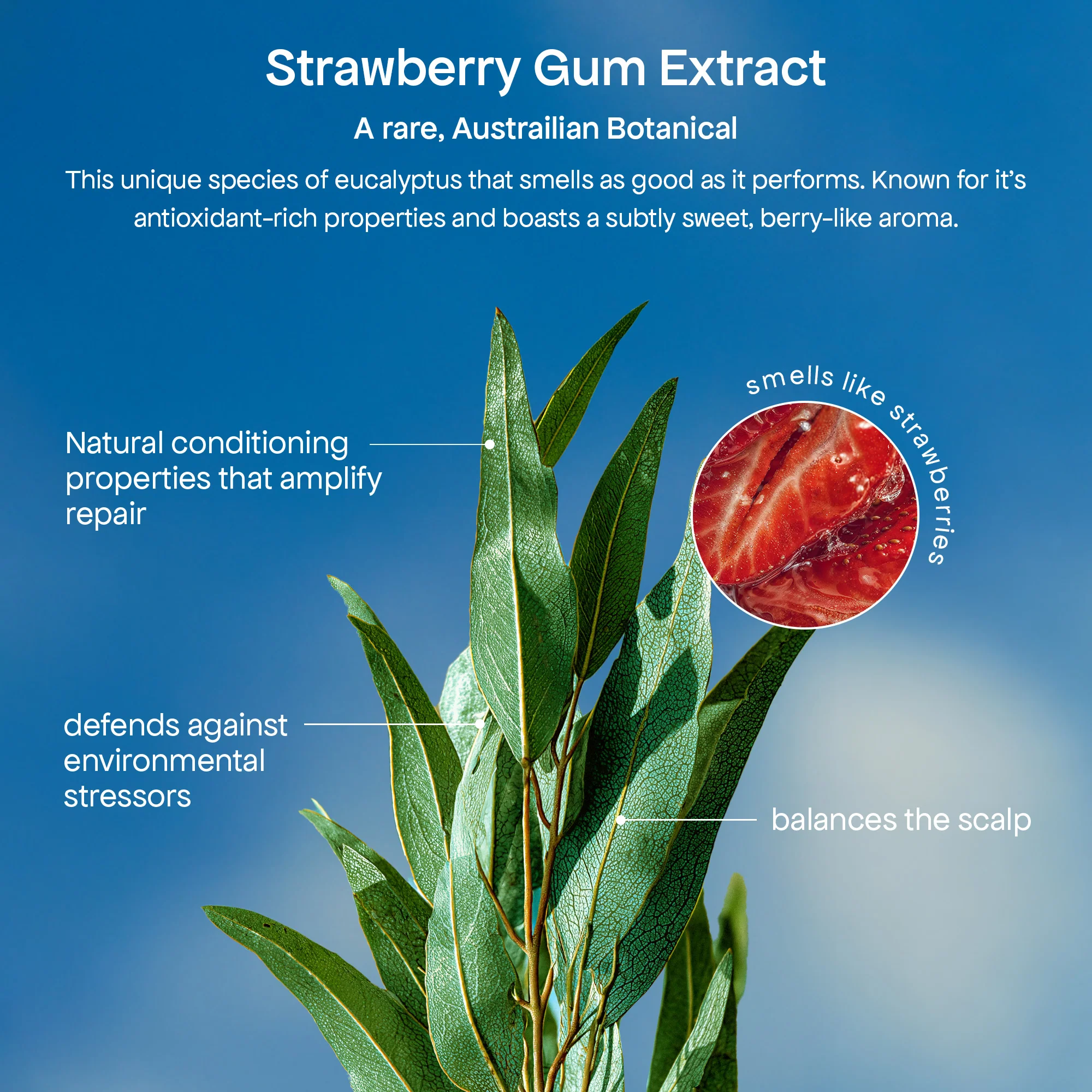 DISCOVER STRAWBERRY GUM EDITION - Image 11